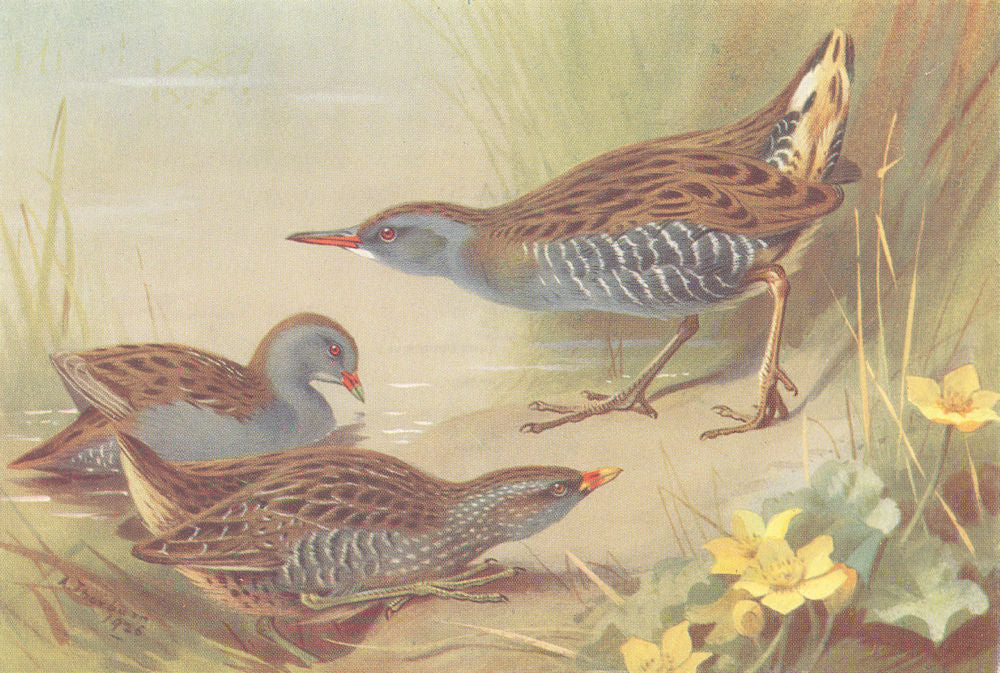 BRITISH BIRDS. Little Crake; Spotted Crake; Water-Rail. THORBURN 1926 print